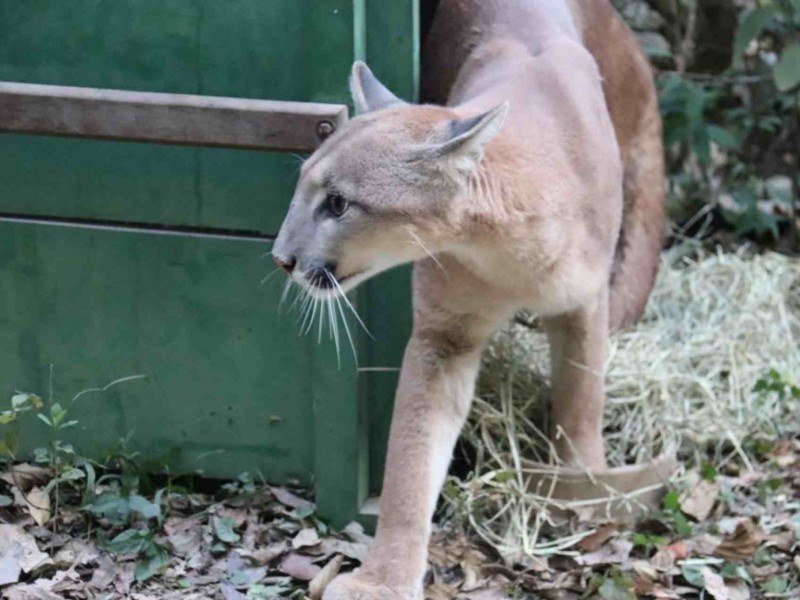 Onça-parda (Puma concolor) caminhando em área de preservação em Mairiporã, na Serra da Cantareira. O animal possui pelagem clara, olhos atentos e bigodes longos, caminhando sobre folhas secas e palha.